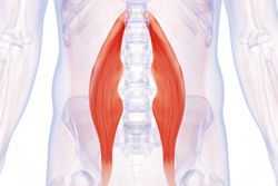 腰痛の原因は「大腰筋」!? 大腰筋と腰痛の関係とは?